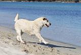 LABRADOR 578